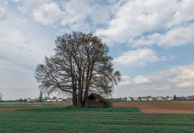 Tree on field against sky