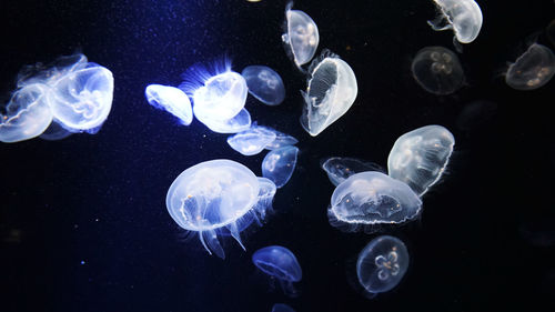 Close-up of jellyfish swimming in water