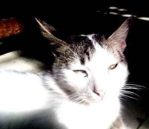 Close-up of cat