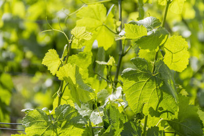 Close-up of yellow flowering plant leaves