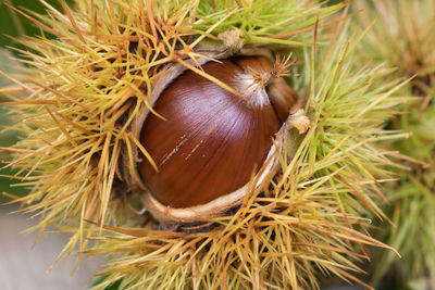 chestnut