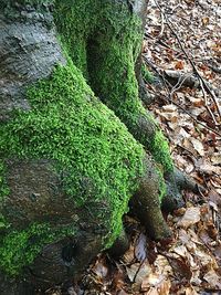 High angle view of trees growing on field