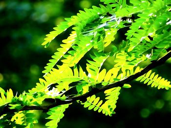 Low angle view of leaves