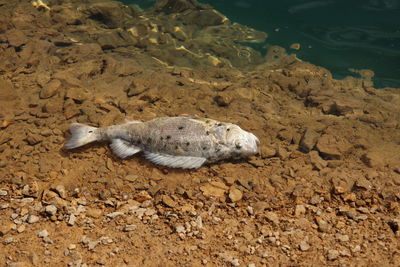 High angle view of crab on beach