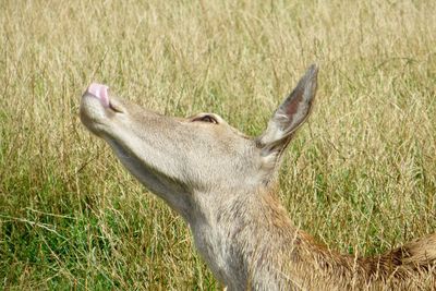 Close-up of deer on field