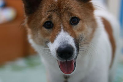 Close-up portrait of dog