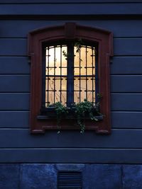 Potted plant on window of building