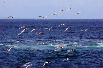 Flock of seagulls flying over sea