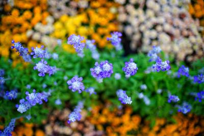 Close-up of purple flowering plants in park