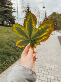 A woman's hand holds a carved chestnut leaf against the background of a paving stone path