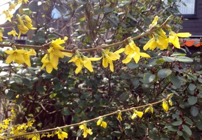 Close up of yellow flowers