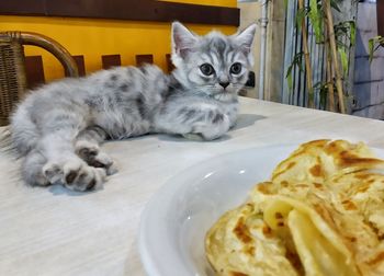 Close-up portrait of a cat on table