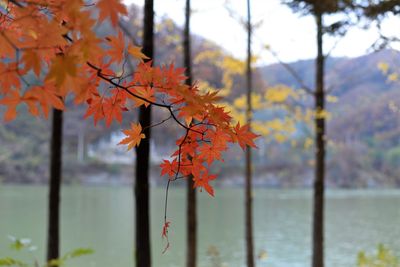 Close-up of maple leaves against blurred background