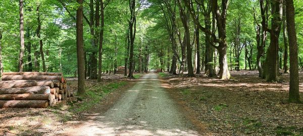 Footpath amidst trees in forest