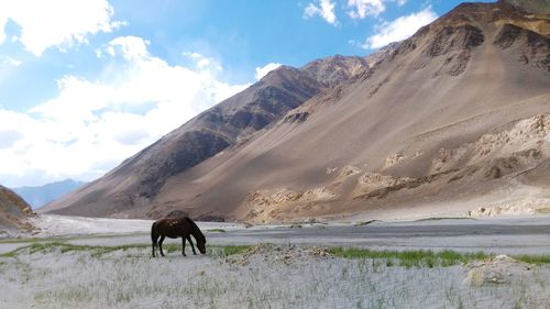 View of a horse on landscape