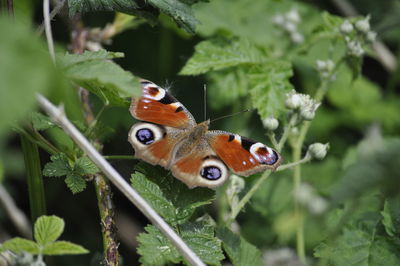 Close-up of butterfly on plant