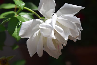 Close-up of flower