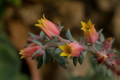 Close-up of pink flowering plants