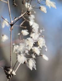 Close-up of white flowers against blurred background