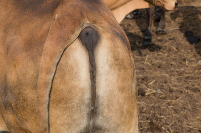 Close-up of a horse