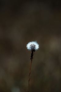 Close-up of dandelion on plant