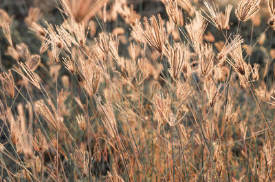 Close-up of stalks in field