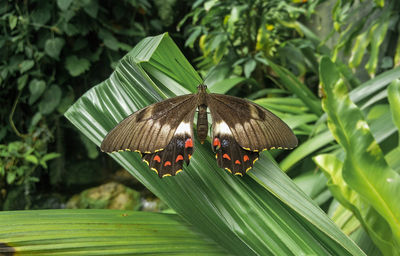 Close-up of butterfly perching on plant