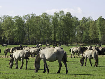 Widl horses in germany