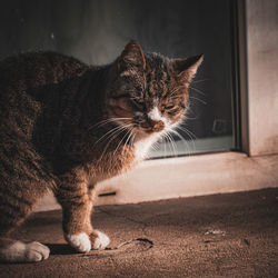 Close-up of grumpy street cat