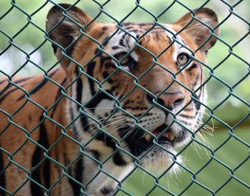 Portrait of chainlink fence in zoo