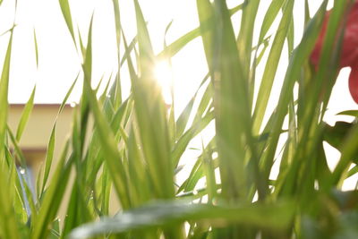Close-up of grass growing on field against sky