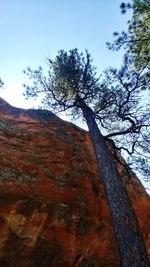 Low angle view of tree against sky