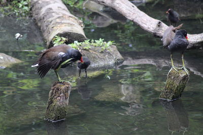 Ducks on a tree