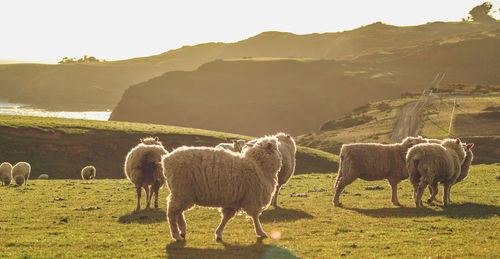 Sheep in a field