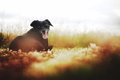 Surface level view of dog resting on grassy field