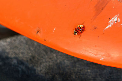 High angle view of ladybug on orange leaf