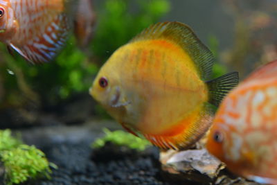 Close-up of fish swimming in sea