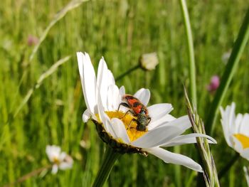 Close-up of insect on white flower