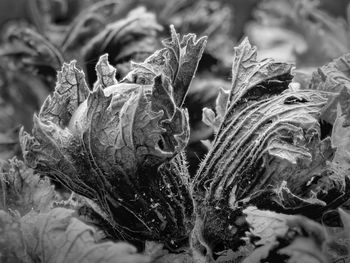 Close-up of a hazelnut wit leaves