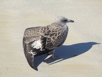 High angle view of seagull perching on land