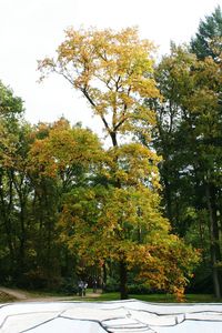 Trees against sky during autumn