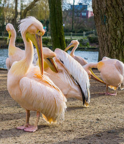 View of birds on field