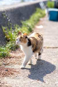 Full length of a cat on street