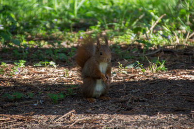 Squirrel on field