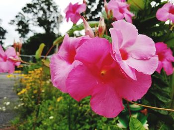 Close-up of pink hibiscus blooming outdoors