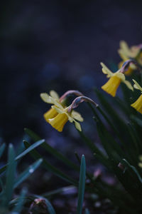 Close-up of yellow flowering plant