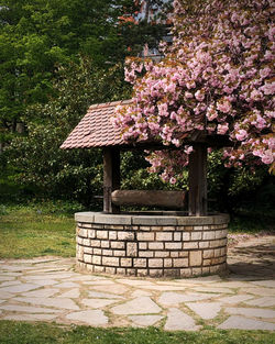 Pink flowering tree in park