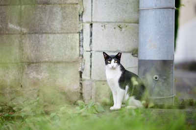 Portrait of cat sitting on grass