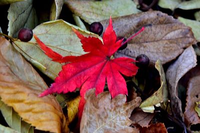 Close-up of leaves