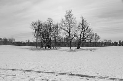 Bare tree on snow covered field